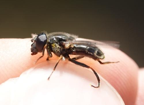 Cheilosia caerulescens